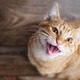 Imagen para el artículo titulado Los gatos saben exactamente cuándo le estás hablando a ellos (otra cosa es que quieran hacerte caso)